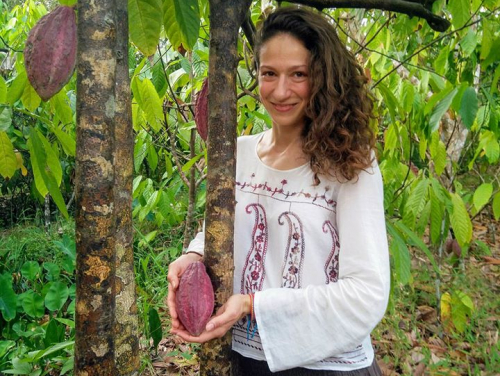 A kakaófa gyümölcse és szüretelése