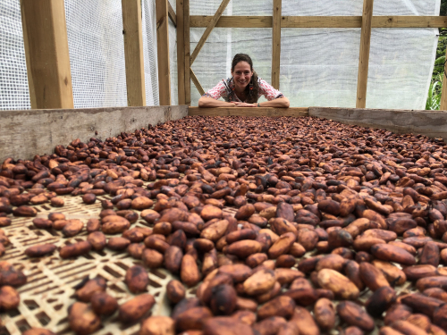 A fermentálás jelentősége a csokoládékészítésben