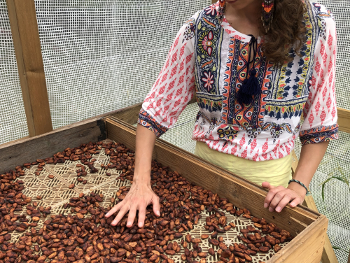 A csokoládéfeldolgozás első lépései – a babok átválogatása és sterilizálása