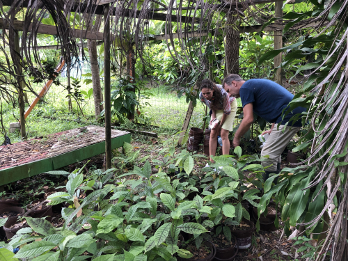 Kakaótermesztés – a magtól a termésig vezető út