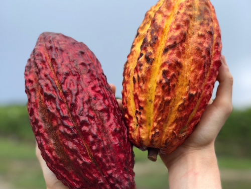 A legkülönlegesebb kakaófajták nyomában