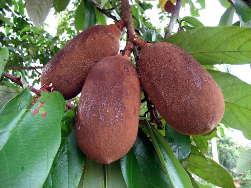 A kakaógyümölcs egyik rokona, a kupuazu