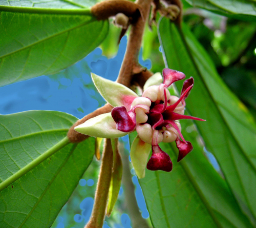 1200px-Theobroma_grandiflorum-flower.jpg